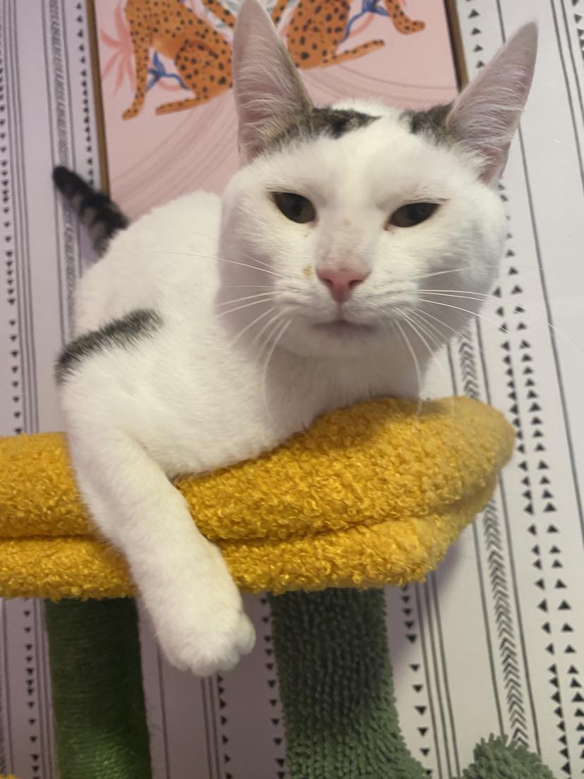 Enlarge Otto, a Adoptable Domestic Short Hair in Lincoln University, PA image 1/4