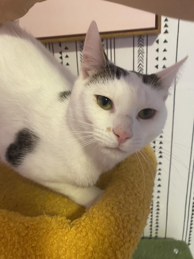 Enlarge Otto, a Adoptable Domestic Short Hair in Lincoln University, PA image 3/4