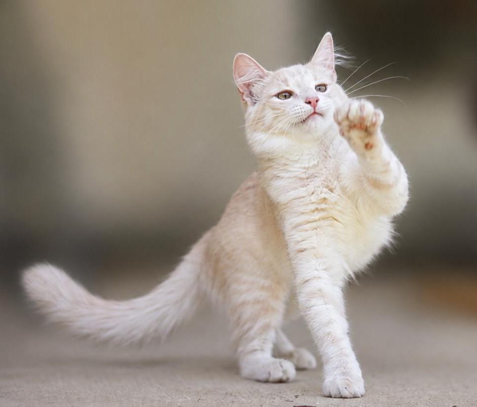 Pèche (Pesh) (On Hold), adopted, Kitten Female Domestic Long Hair & Tabby.