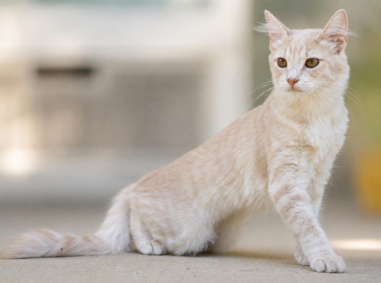 Enlarge Pèche (Pesh) (On Hold), an adopted mixed breed in Ocean Springs, MS image 3/5