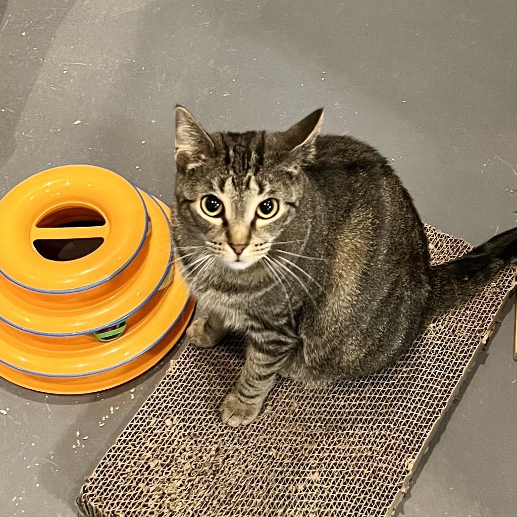 Clove, Adoptable, Adult Female Domestic Short Hair.