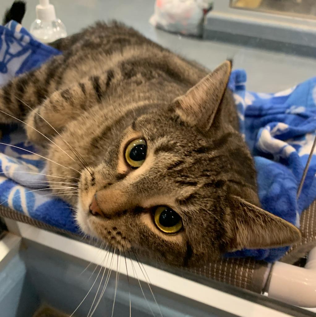 Clove, Adoptable, Adult Female Domestic Short Hair.