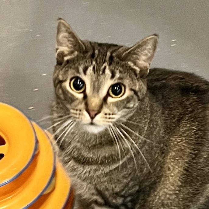 Clove, a Adoptable mixed breed in South Bend, IN image 2/3