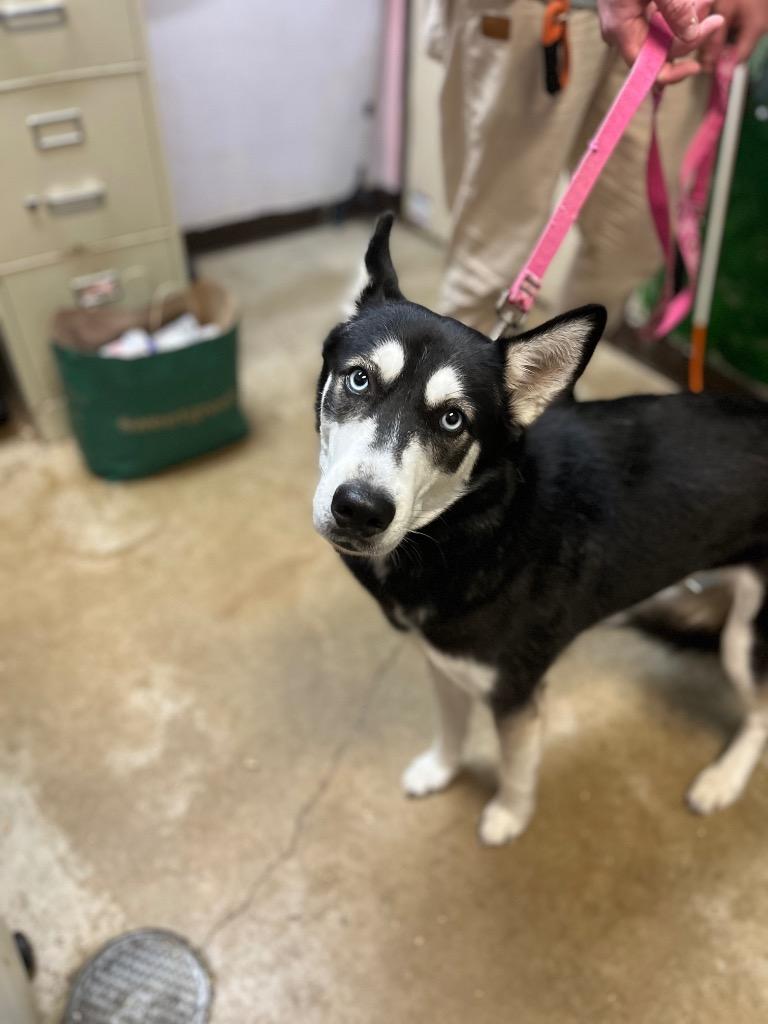 Enlarge Macie (Tilly), a Adoptable Siberian Husky in New Braunfels, TX image 1/1