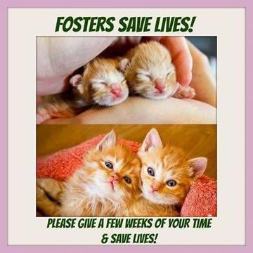 Enlarge Foster Homes Needed for Adult Cats and Kittens!, a Adoptable Tabby in Farmington, MN image 1/8