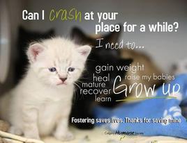 Enlarge Foster Homes Needed for Adult Cats and Kittens!, a Adoptable Tabby in Farmington, MN image 3/8