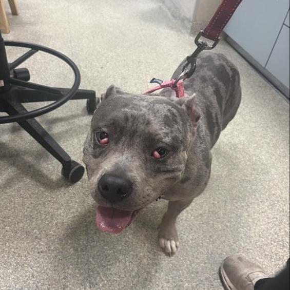 Enlarge Dandelion, a Adoptable Mixed Breed in Jacksonville, FL image 1/1