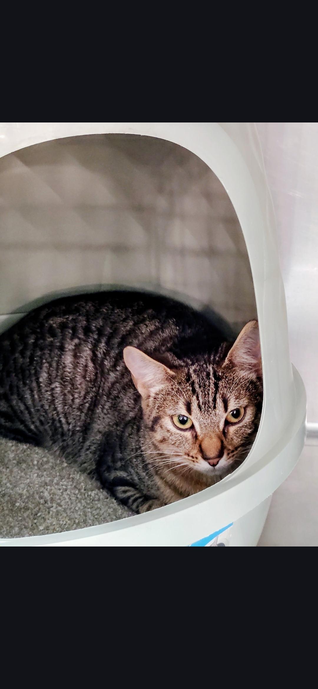 Molly, adopted, Kitten Female Domestic Short Hair.