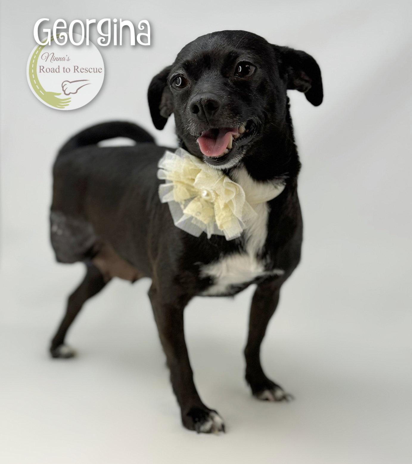 Enlarge Georgina, a Adoptable mixed breed in Benton, LA image 1/2