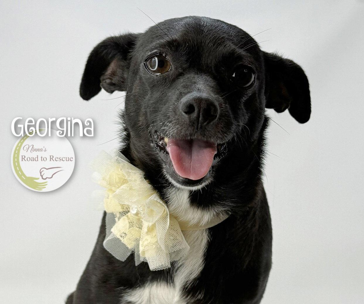 Enlarge Georgina, a Adoptable mixed breed in Benton, LA image 2/2