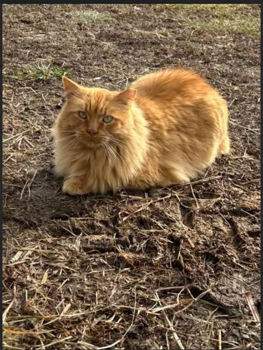 BIG BOY BOB, Young Male unknown