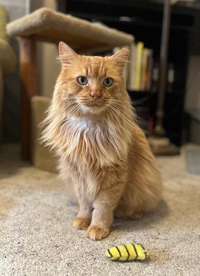 BIG BOY BOB
