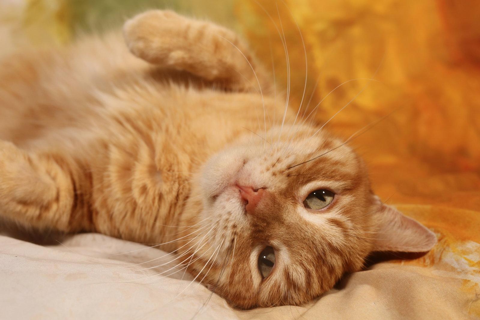 Enlarge Wesley, a Adoptable Domestic Short Hair in New Prague, MN image 1/3