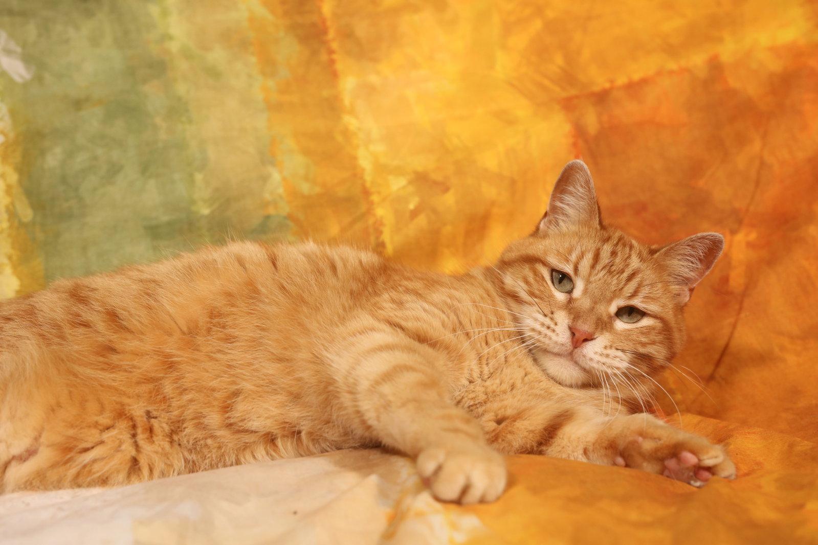 Enlarge Wesley, a Adoptable Domestic Short Hair in New Prague, MN image 2/3