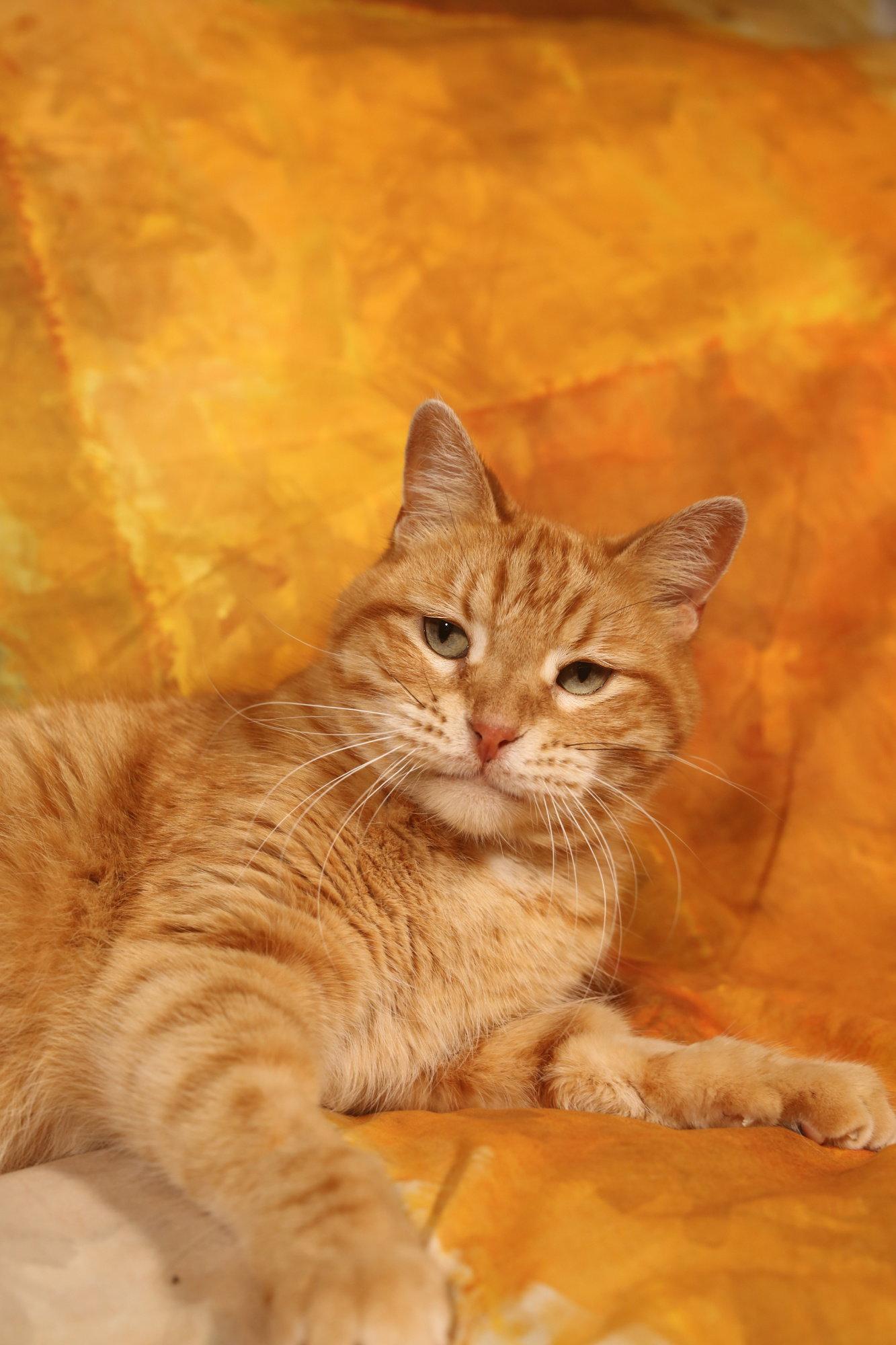 Enlarge Wesley, a Adoptable Domestic Short Hair in New Prague, MN image 3/3