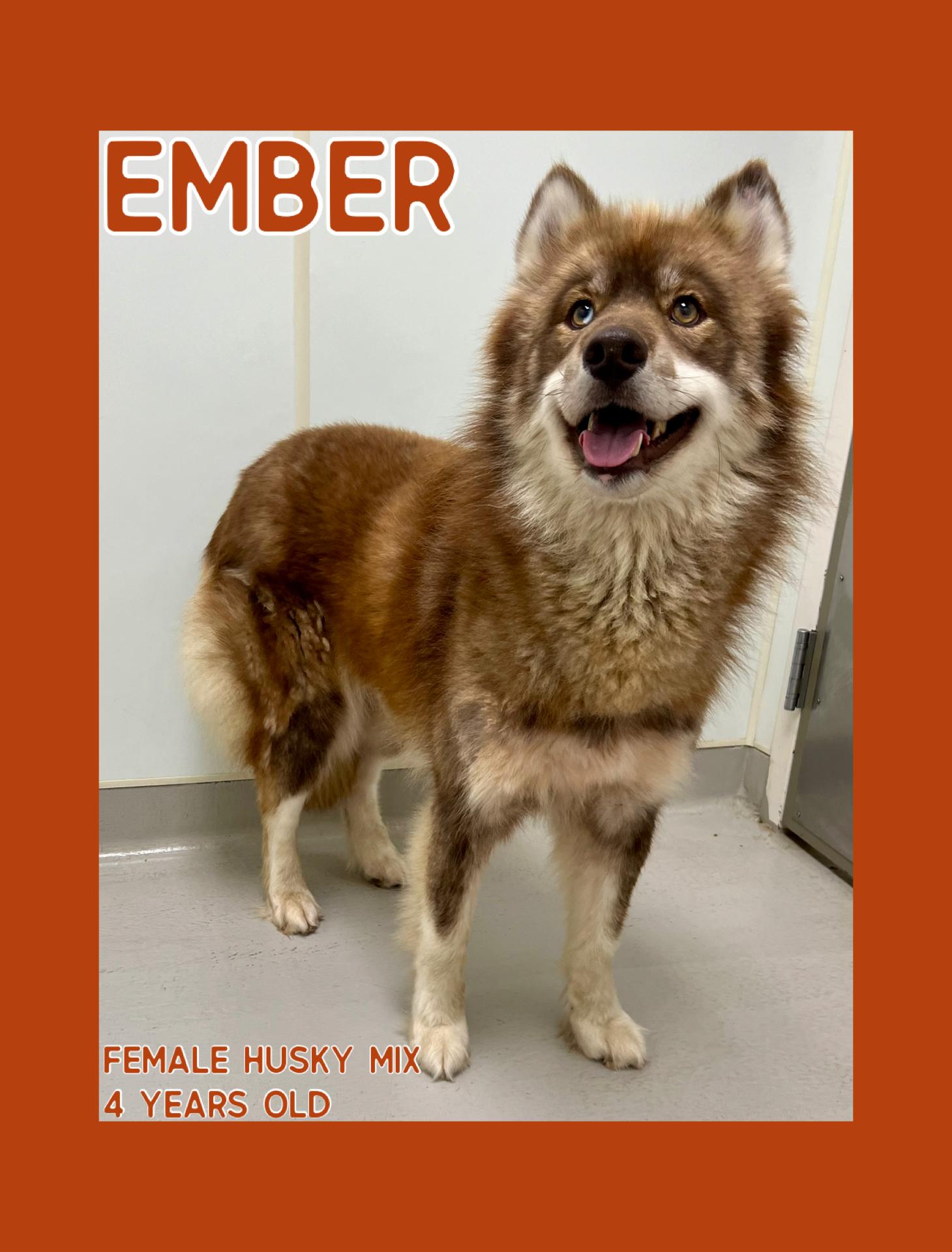 Ember, Adult Female Husky