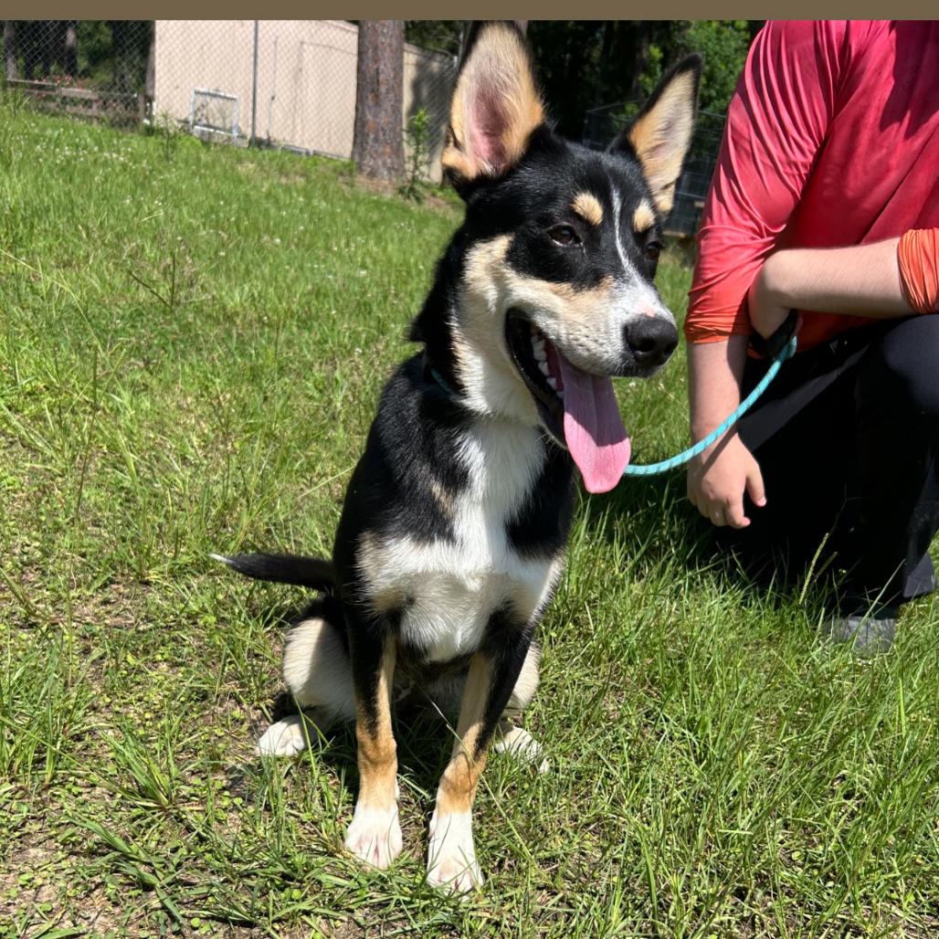 Mary, Adoptable, Young Female German Shepherd Dog & Mixed Breed.