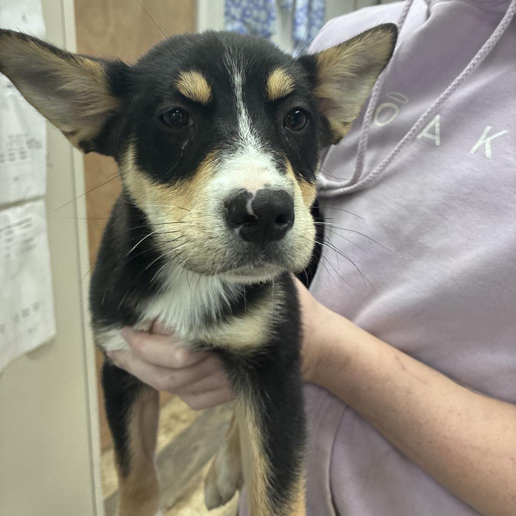 Enlarge Mary, a Adoptable mixed breed in Hattiesburg, MS image 2/4