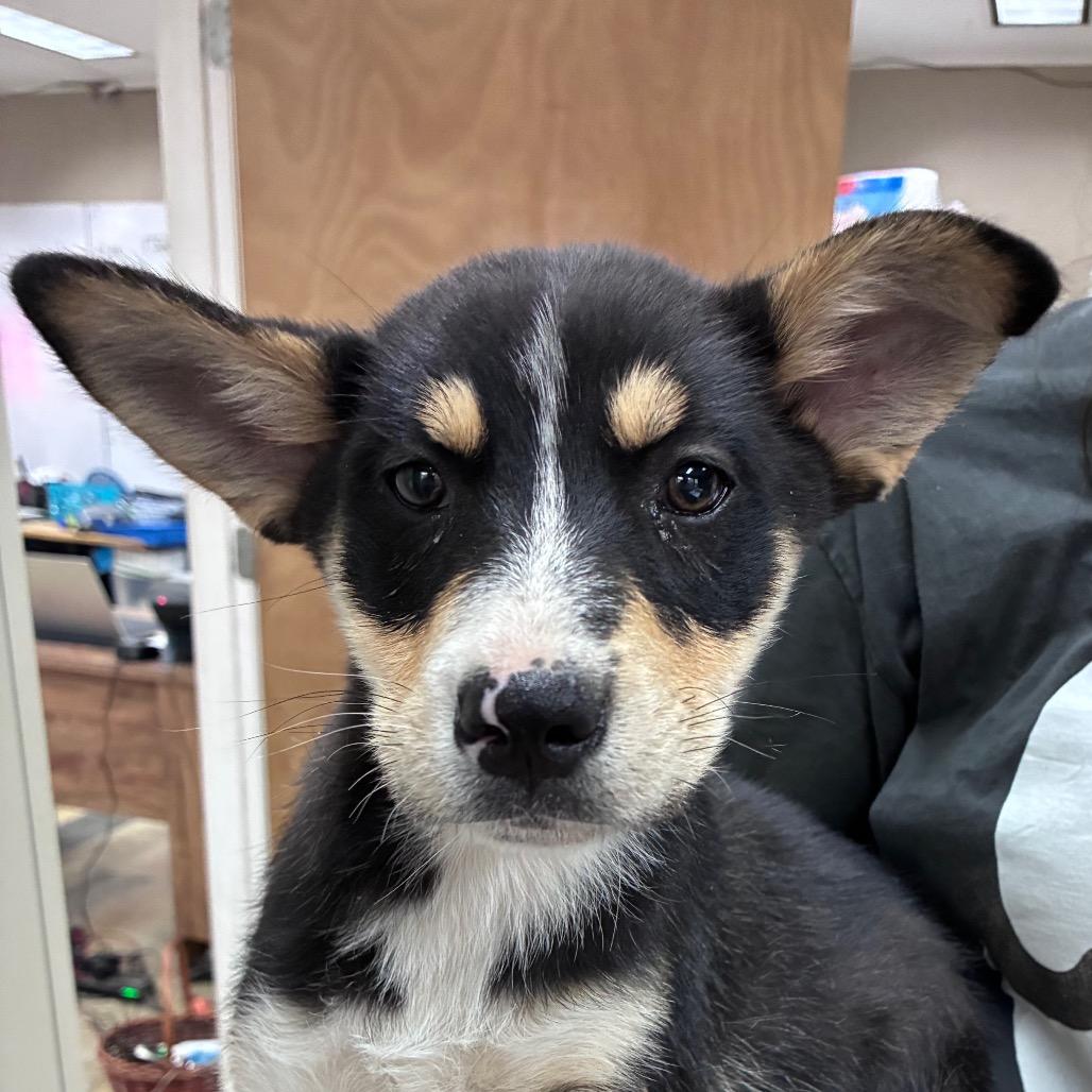 Enlarge Mary, a Adoptable mixed breed in Hattiesburg, MS image 3/4