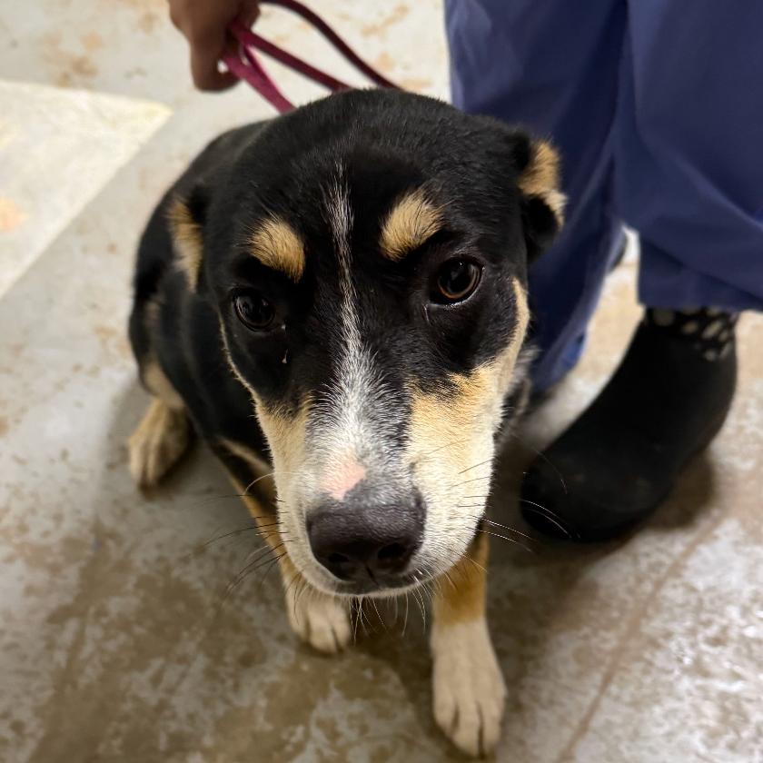 Enlarge Mary, a Adoptable mixed breed in Hattiesburg, MS image 4/4