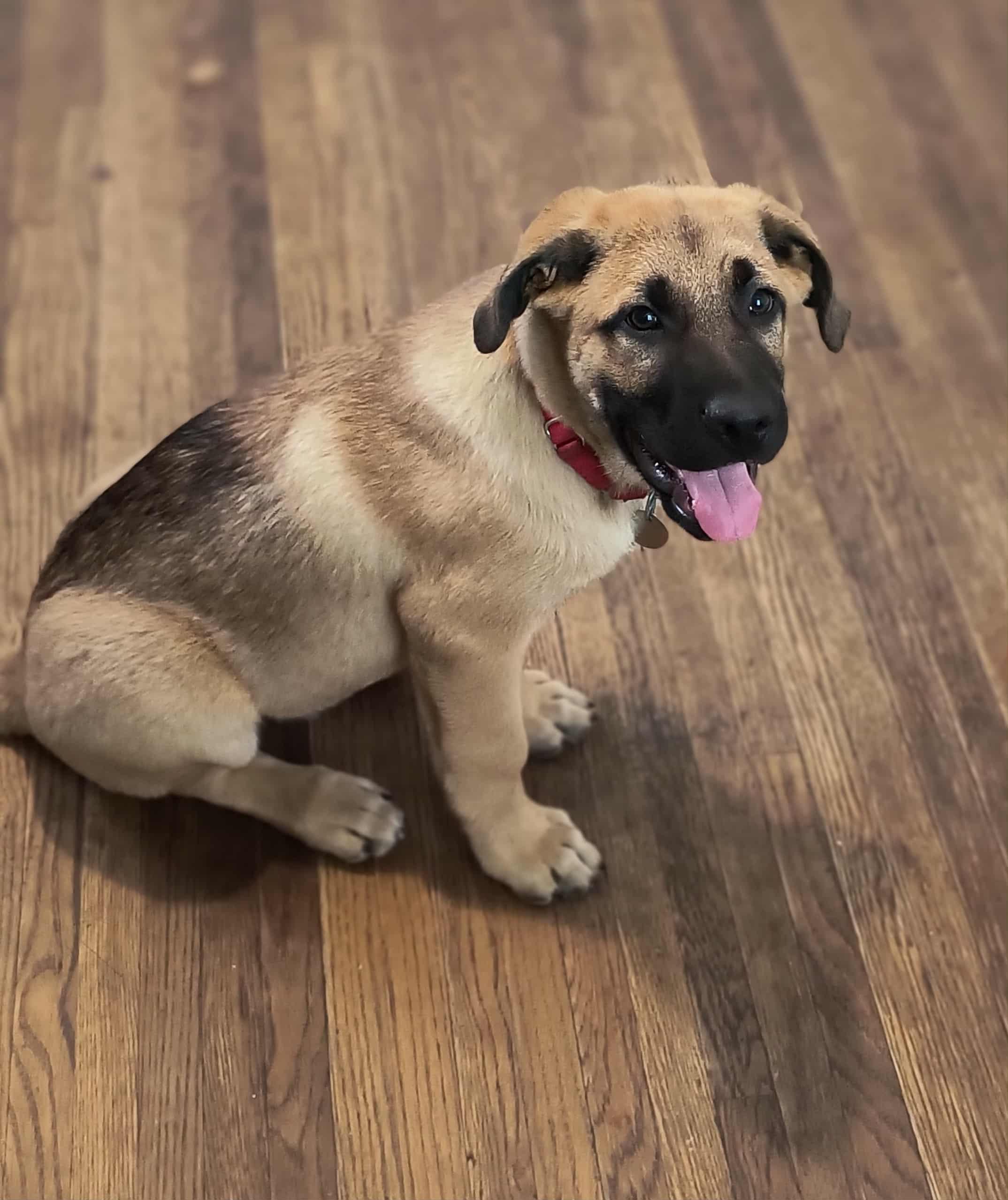 Samson, adopted, Puppy Male German Shepherd Dog & Mastiff.