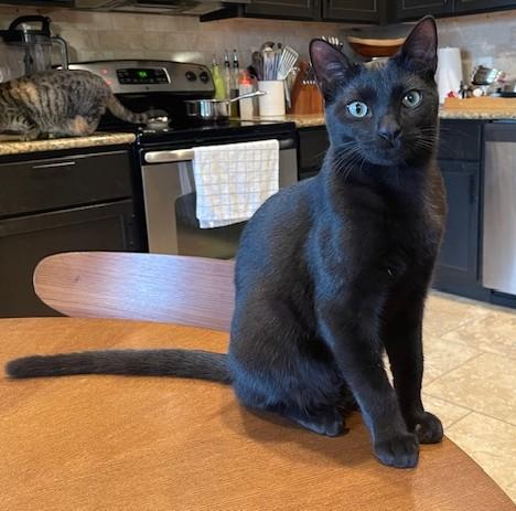 Mr Cheetoh, a Adoptable American Shorthair in Schertz, TX image 2/2