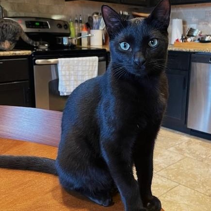 Mr Cheetoh, a Adoptable American Shorthair in Schertz, TX image 1/2