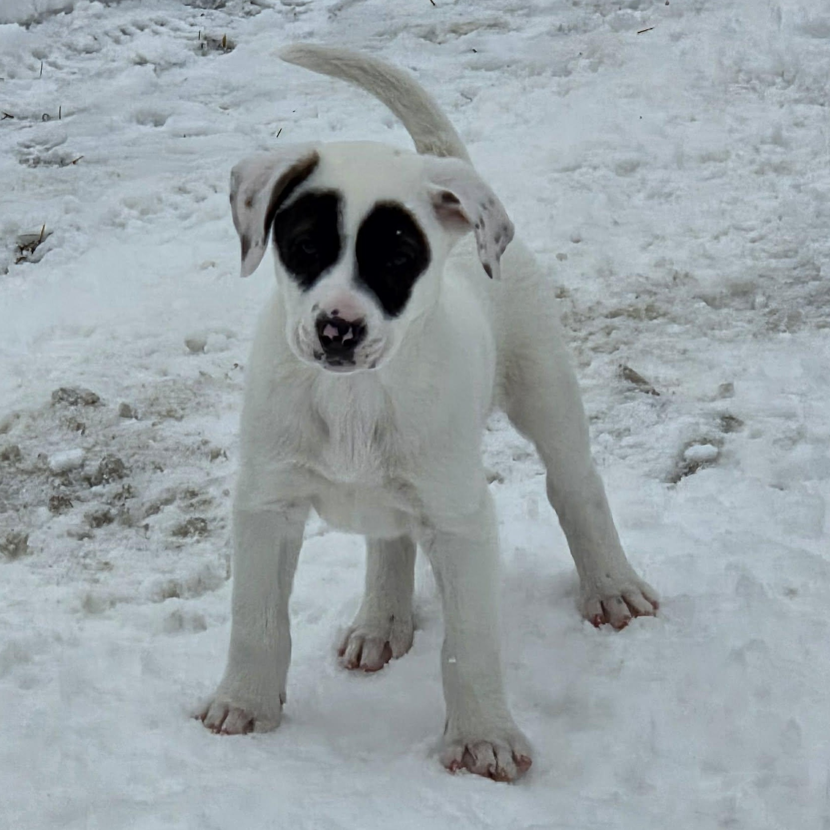 Enlarge Dove, an adopted Mixed Breed in Schenectady, NY image 4/5