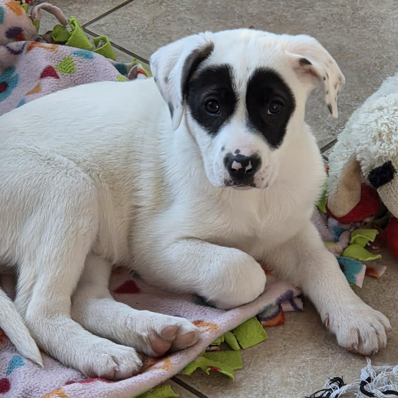 Enlarge Dove, an adopted Mixed Breed in Schenectady, NY image 3/5