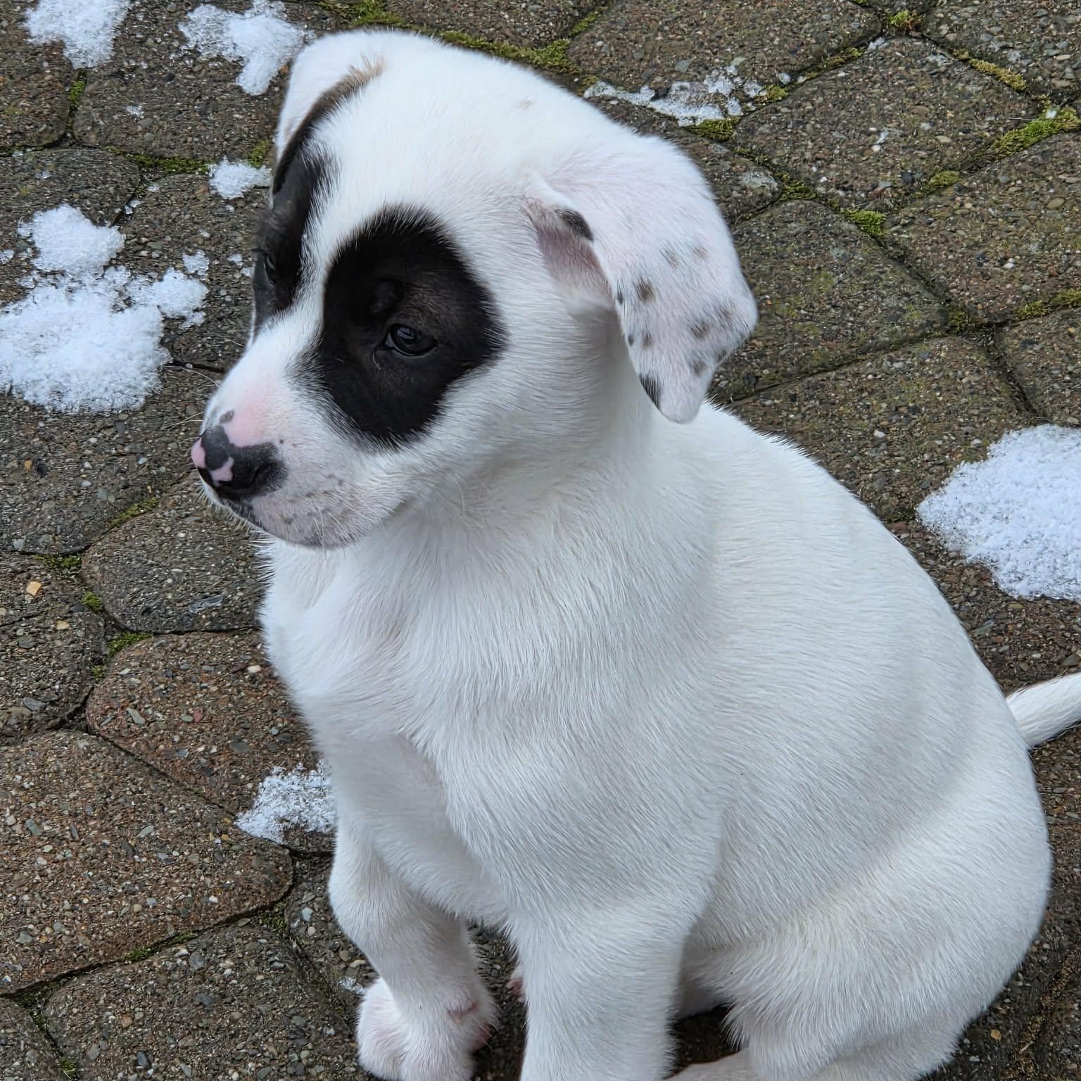 Enlarge Dove, an adopted Mixed Breed in Schenectady, NY image 2/5