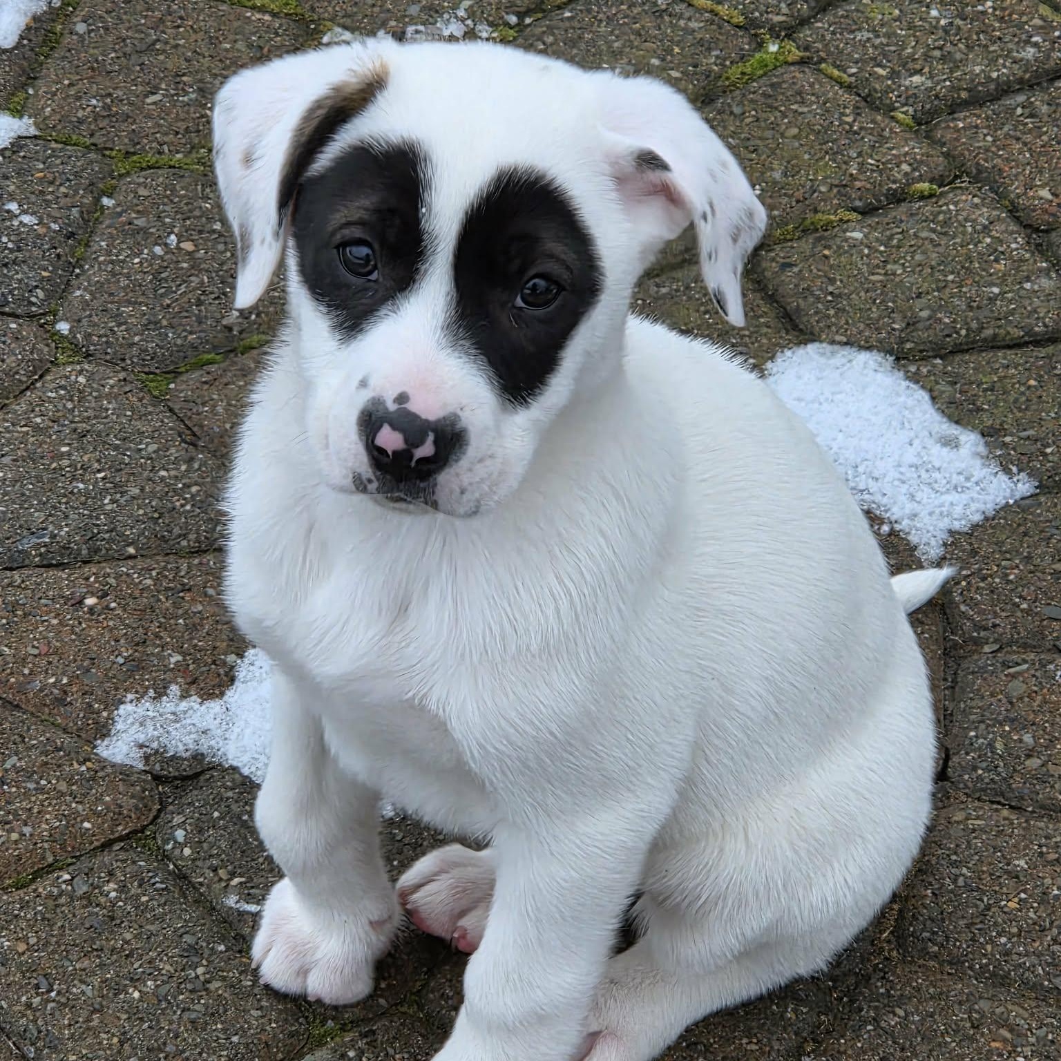 Enlarge Dove, an adopted Mixed Breed in Schenectady, NY image 1/5