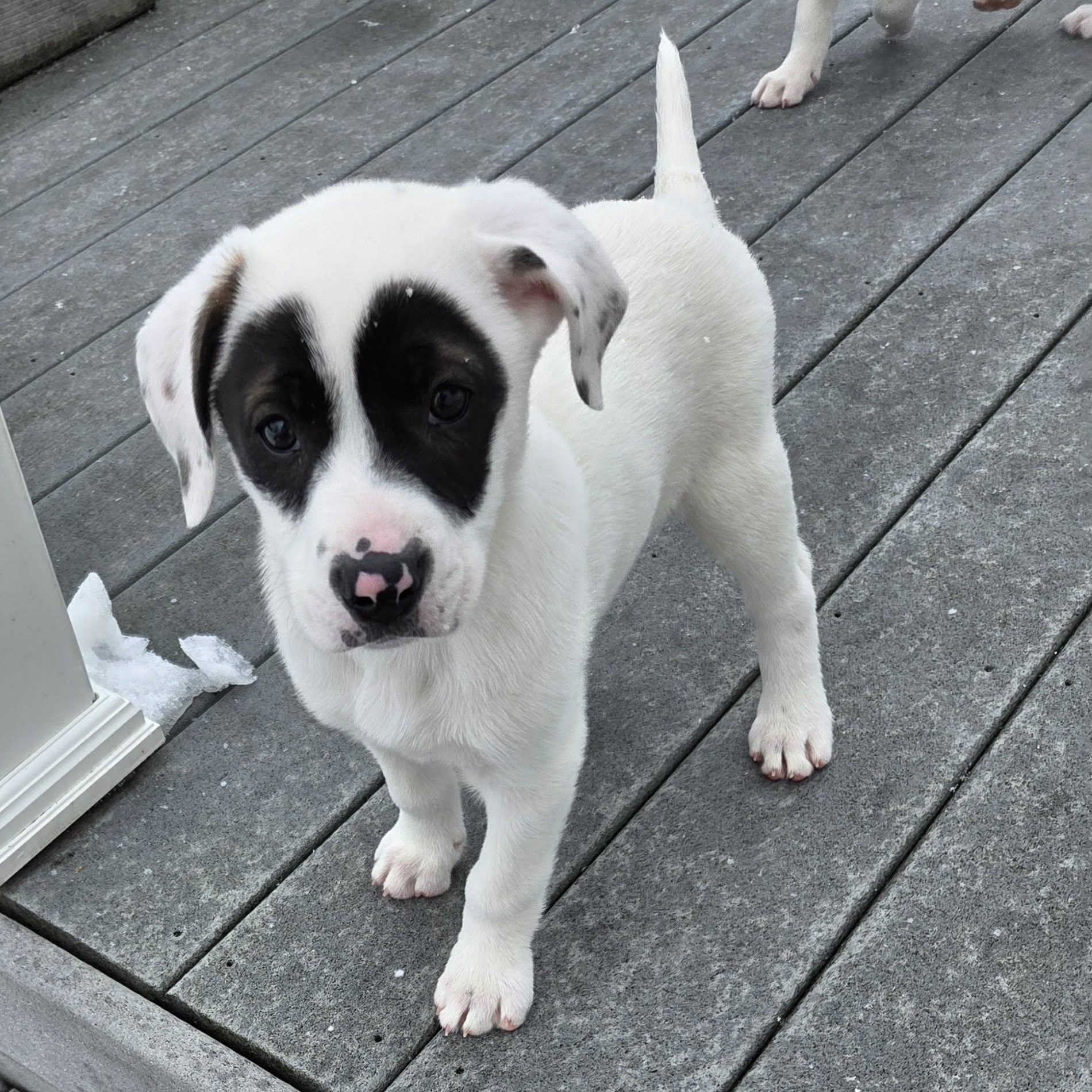 Enlarge Dove, an adopted Mixed Breed in Schenectady, NY image 5/5