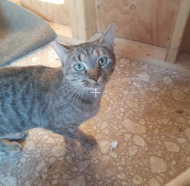 Missy Mama, a Adoptable Domestic Short Hair in Marion, NC image 5/7