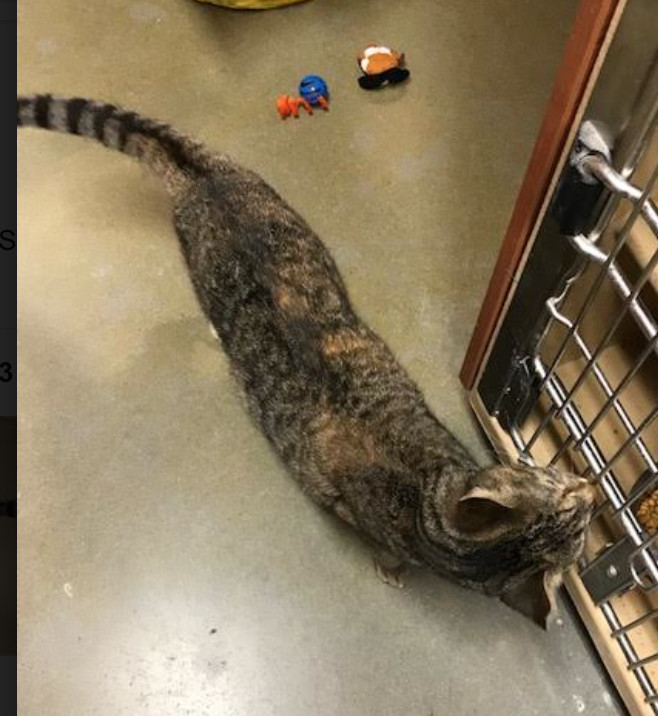 Missy Mama, a Adoptable Domestic Short Hair in Marion, NC image 6/7