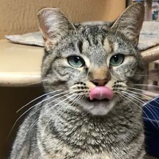 Missy Mama, a Adoptable Domestic Short Hair in Marion, NC image 1/7