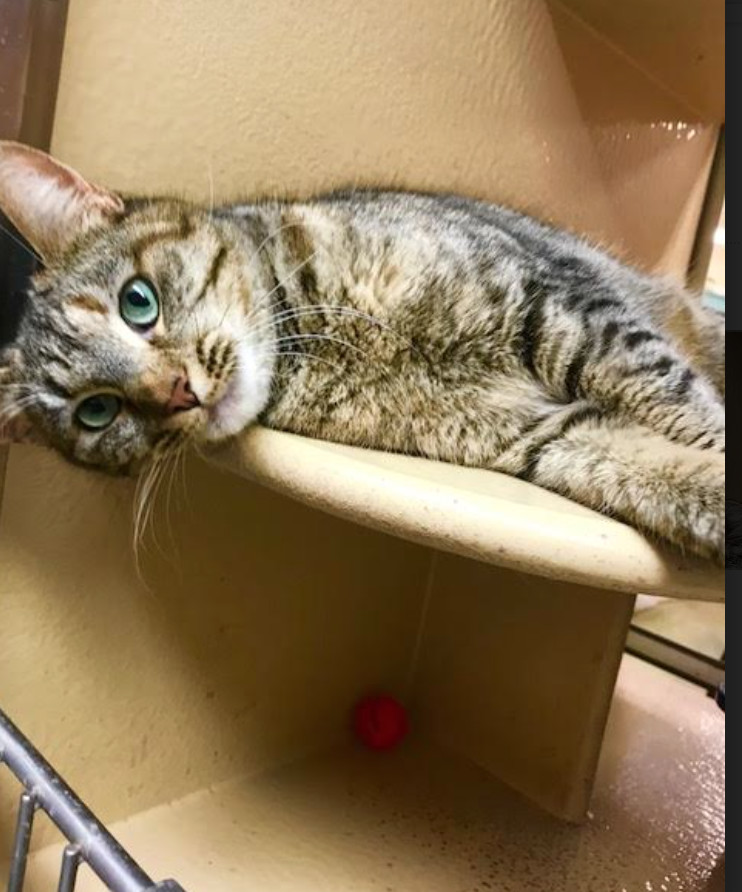 Enlarge Missy Mama, a Adoptable Domestic Short Hair in Marion, NC image 7/7