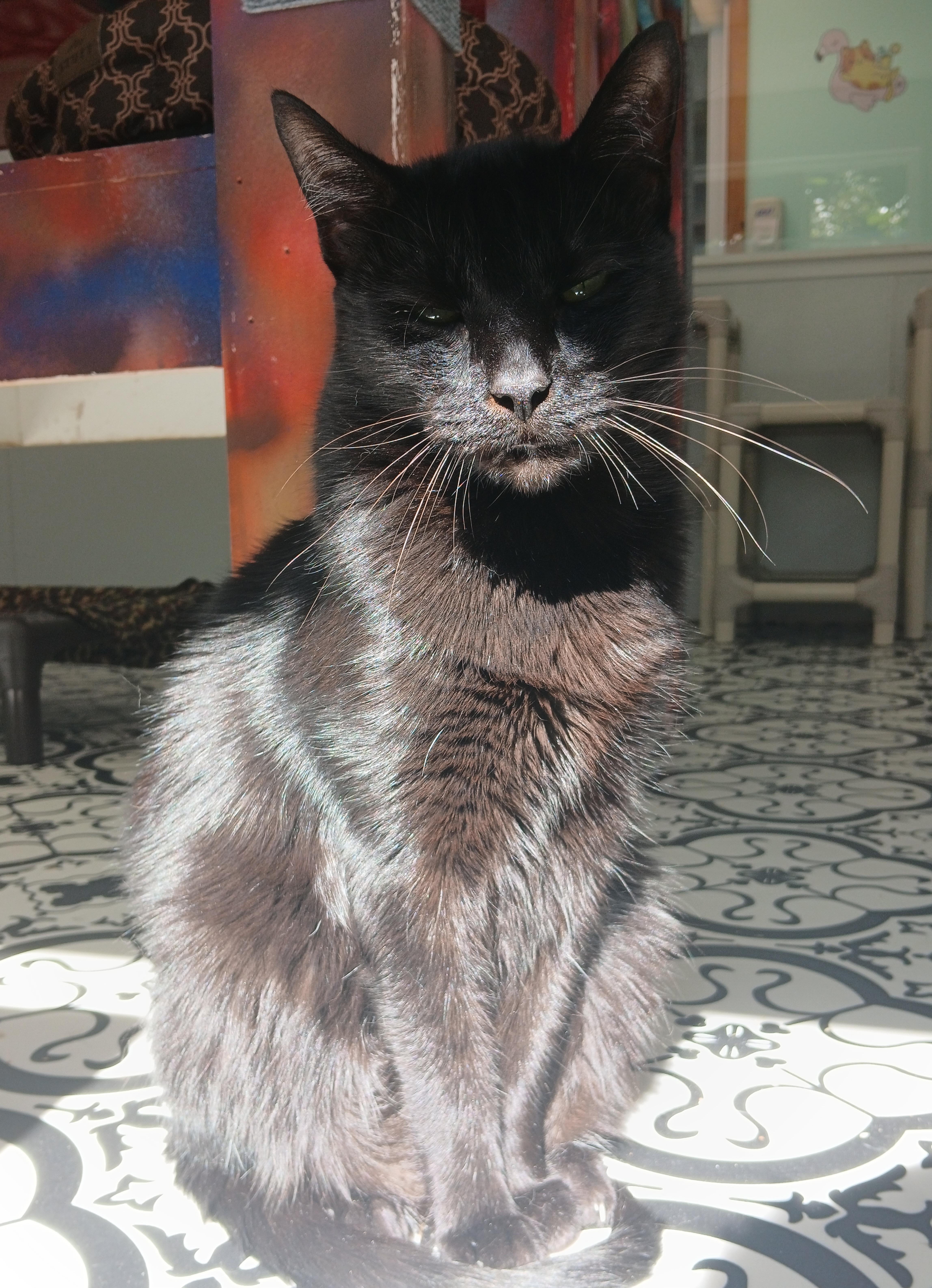 Enlarge Steely Dan, a Adoptable Domestic Short Hair in Cullowhee, NC image 4/6