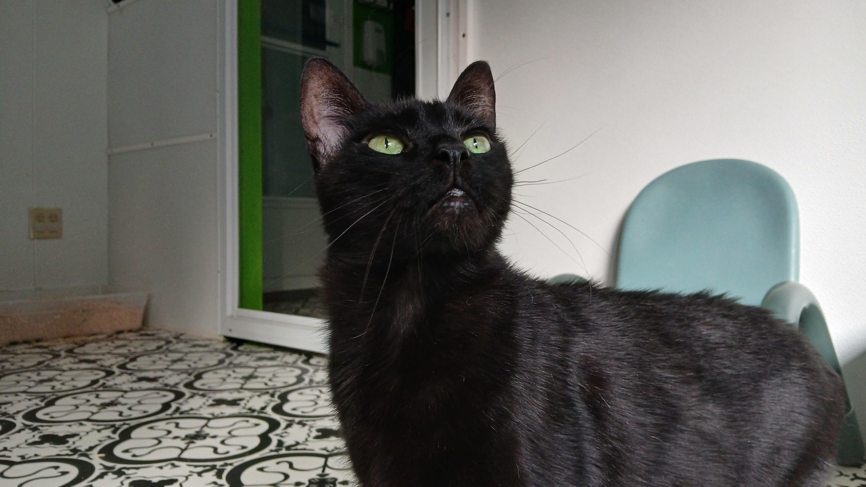 Enlarge Steely Dan, a Adoptable Domestic Short Hair in Cullowhee, NC image 3/6