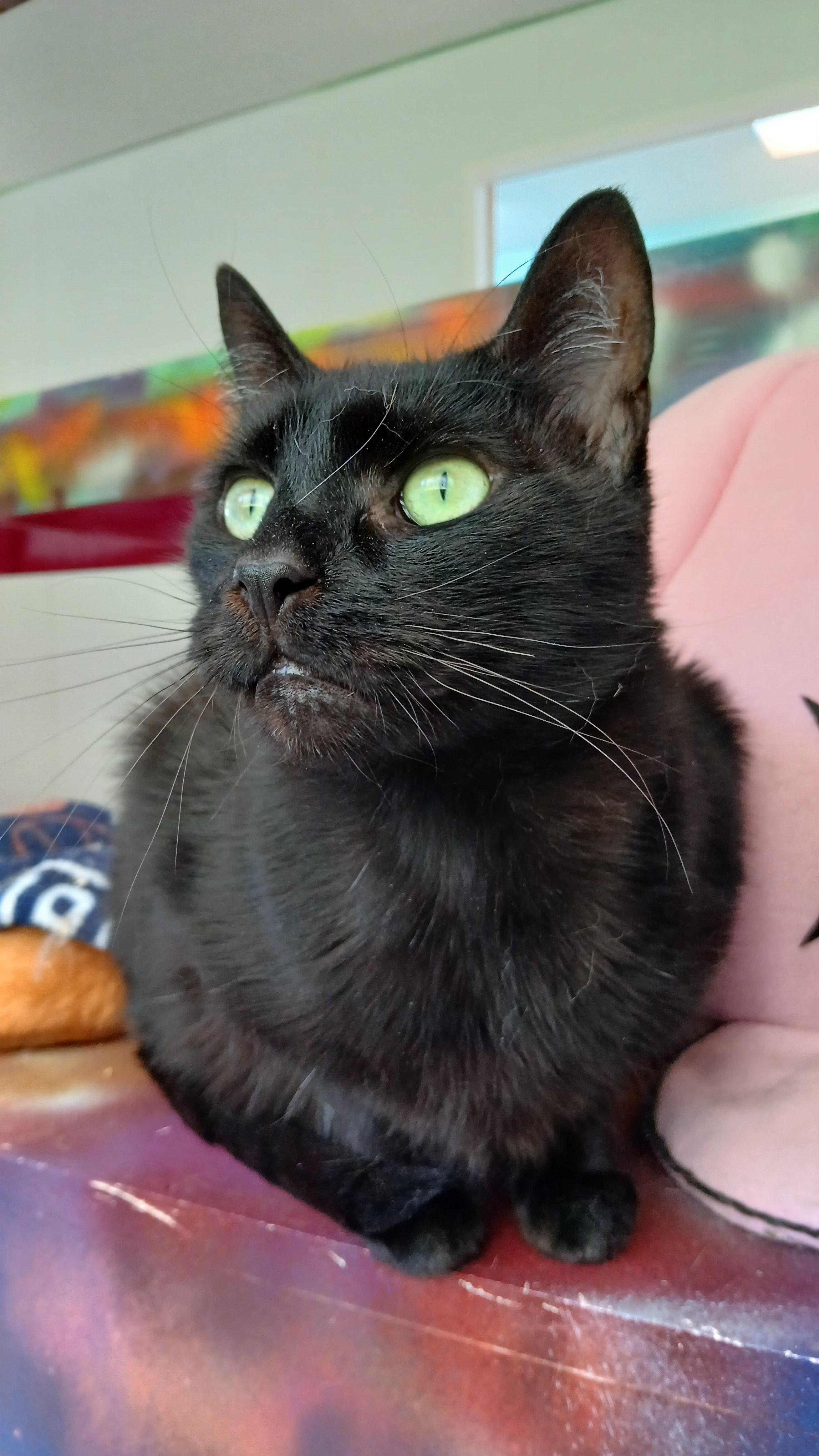 Steely Dan, an adoptable Domestic Short Hair in Cullowhee, NC image 6/6