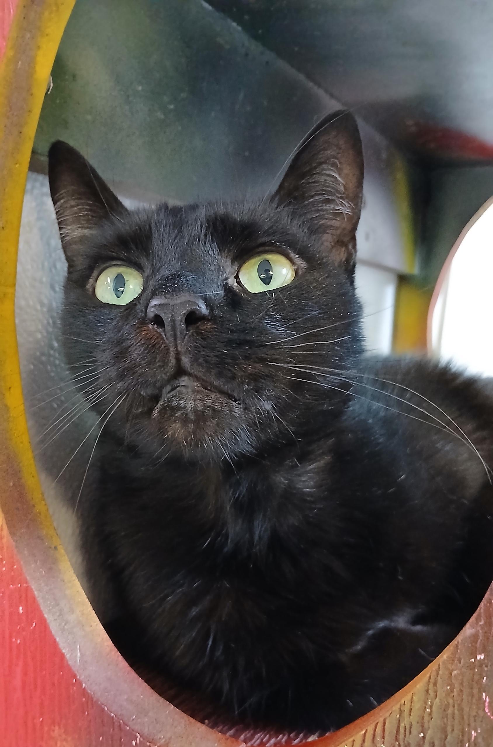 Steely Dan, Adoptable, Adult Male Domestic Short Hair.