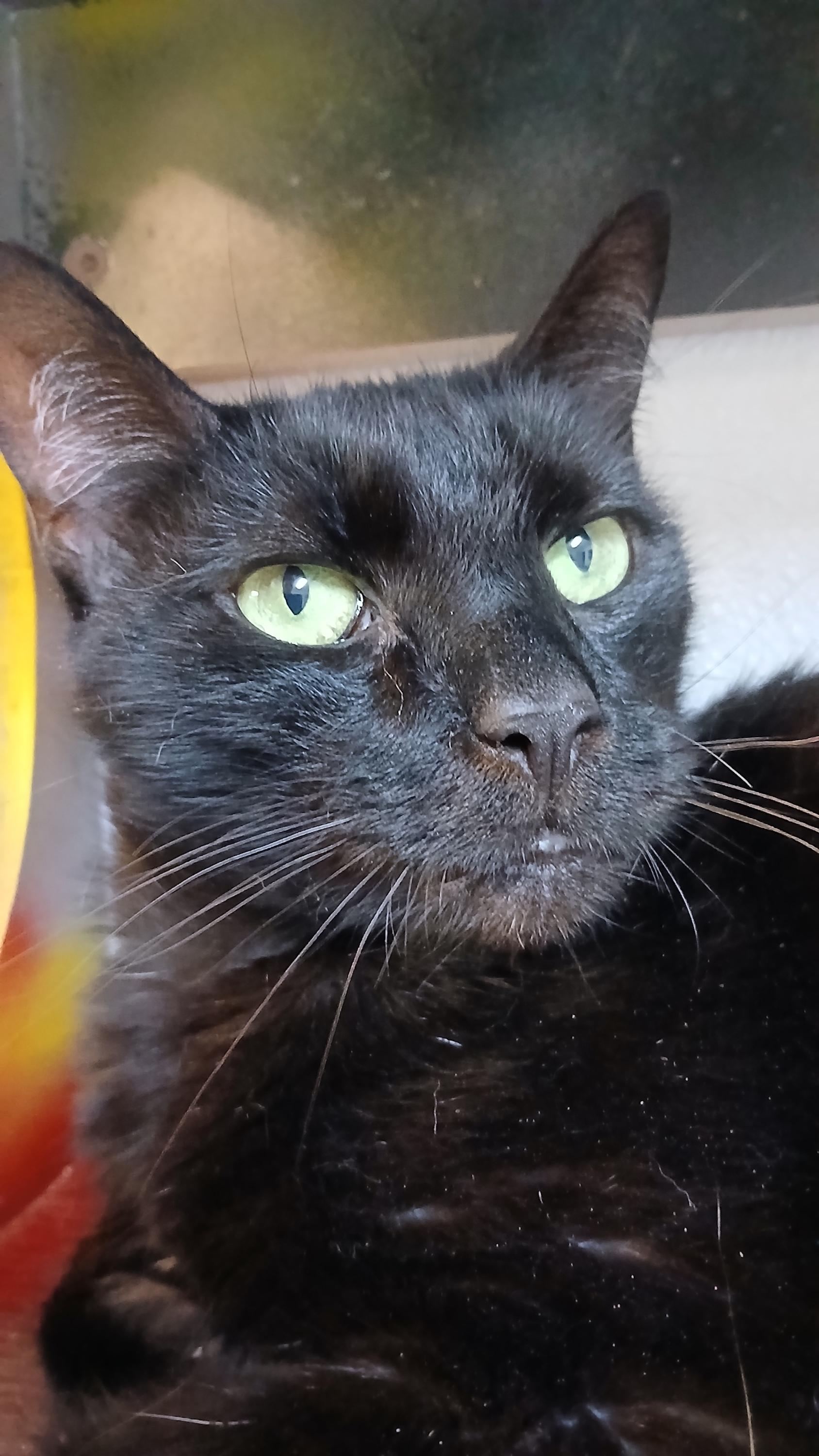 Enlarge Steely Dan, a Adoptable Domestic Short Hair in Cullowhee, NC image 5/6