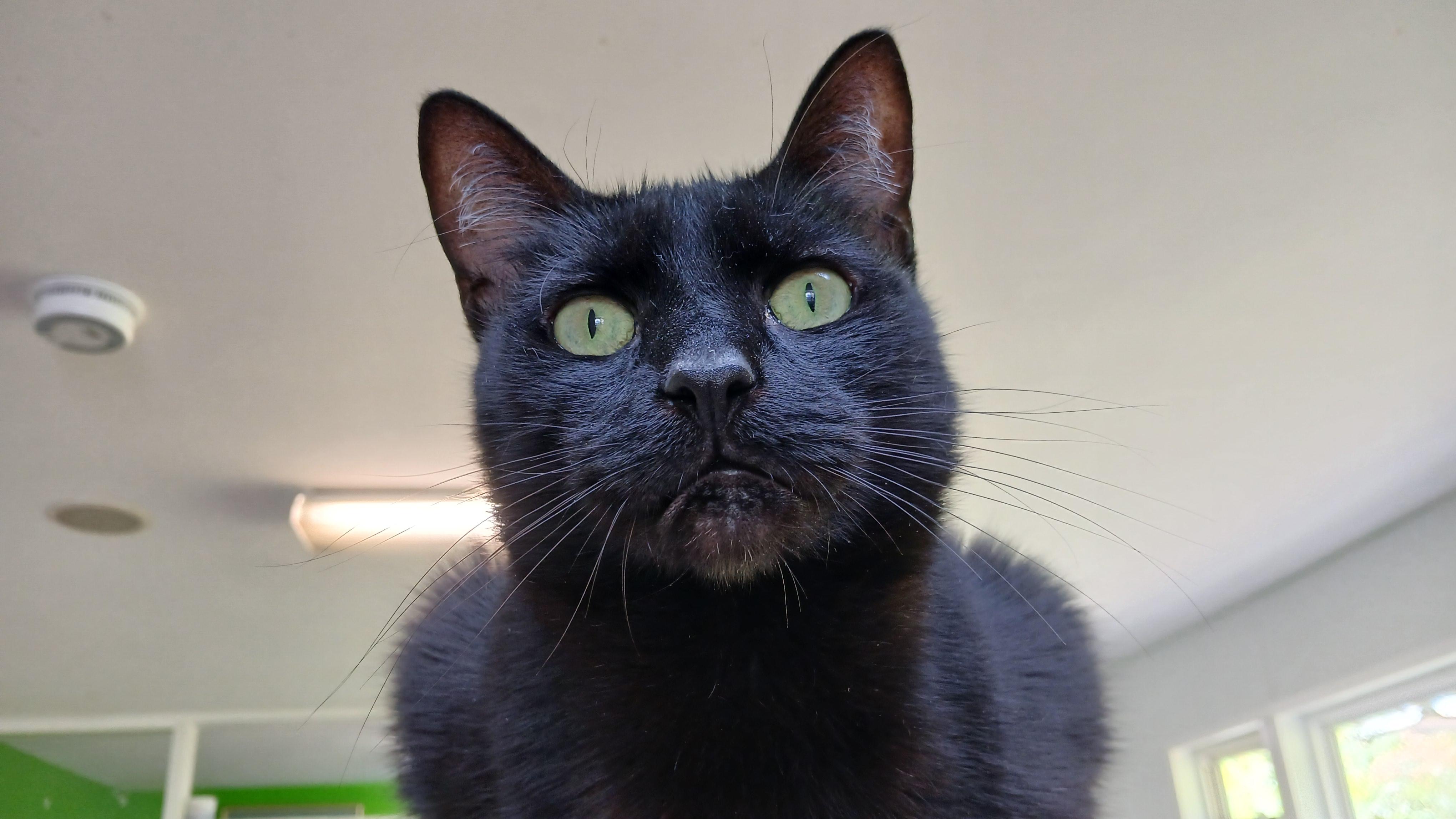 Steely Dan, adoptable, Adult Male Domestic Short Hair.