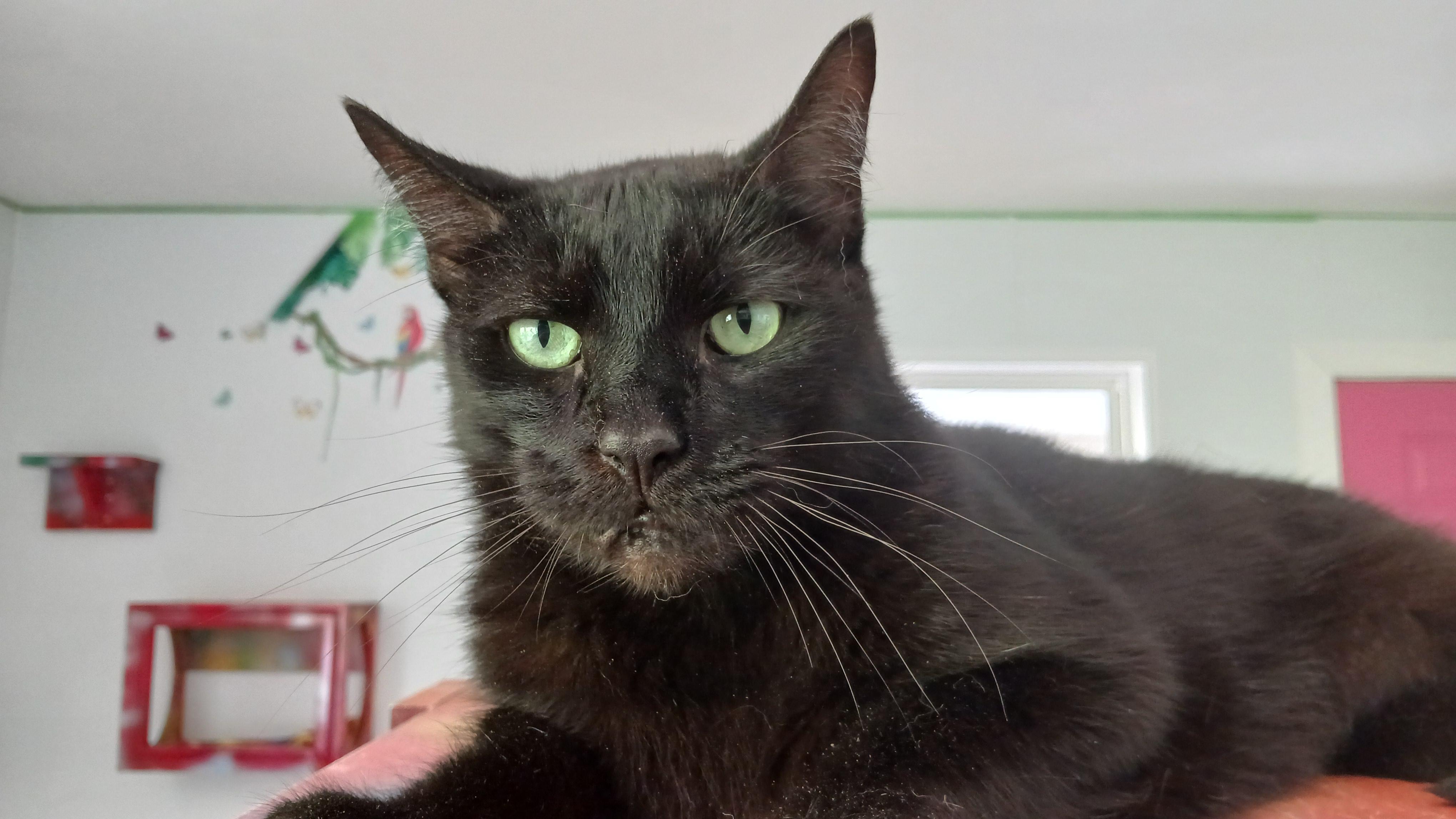 Steely Dan, an adoptable Domestic Short Hair in Cullowhee, NC image 4/6