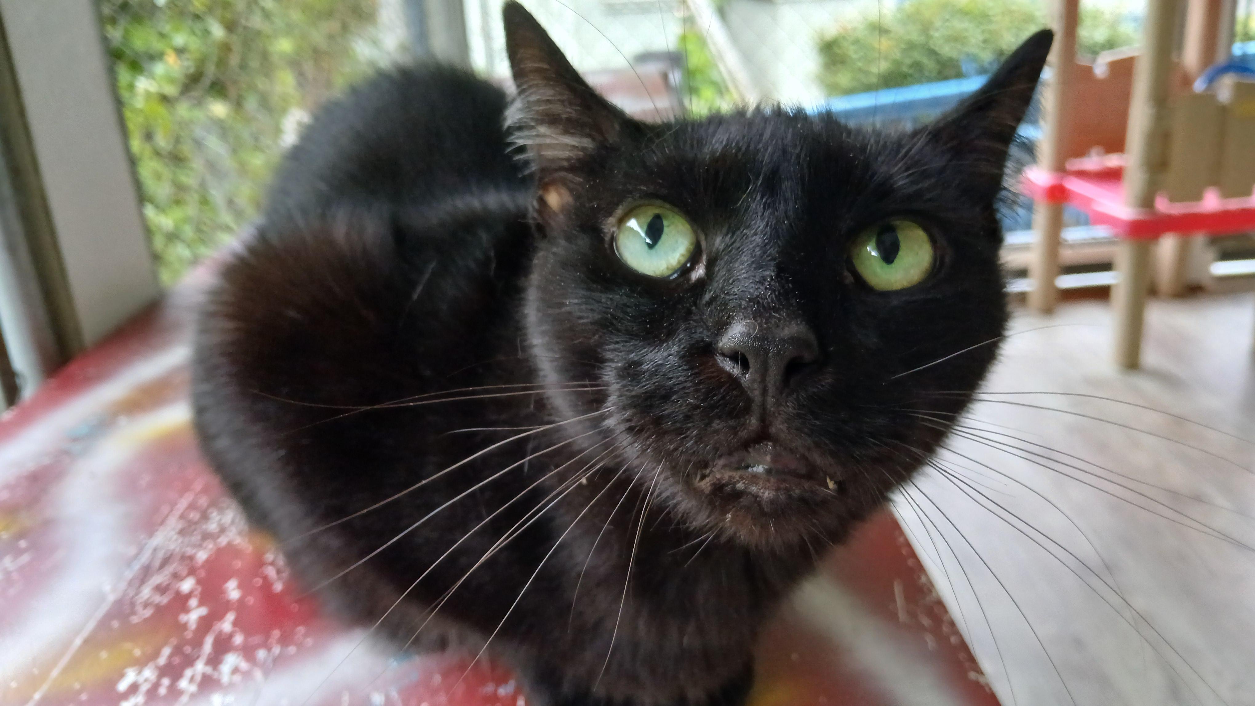 Steely Dan, an adoptable Domestic Short Hair in Cullowhee, NC image 3/6
