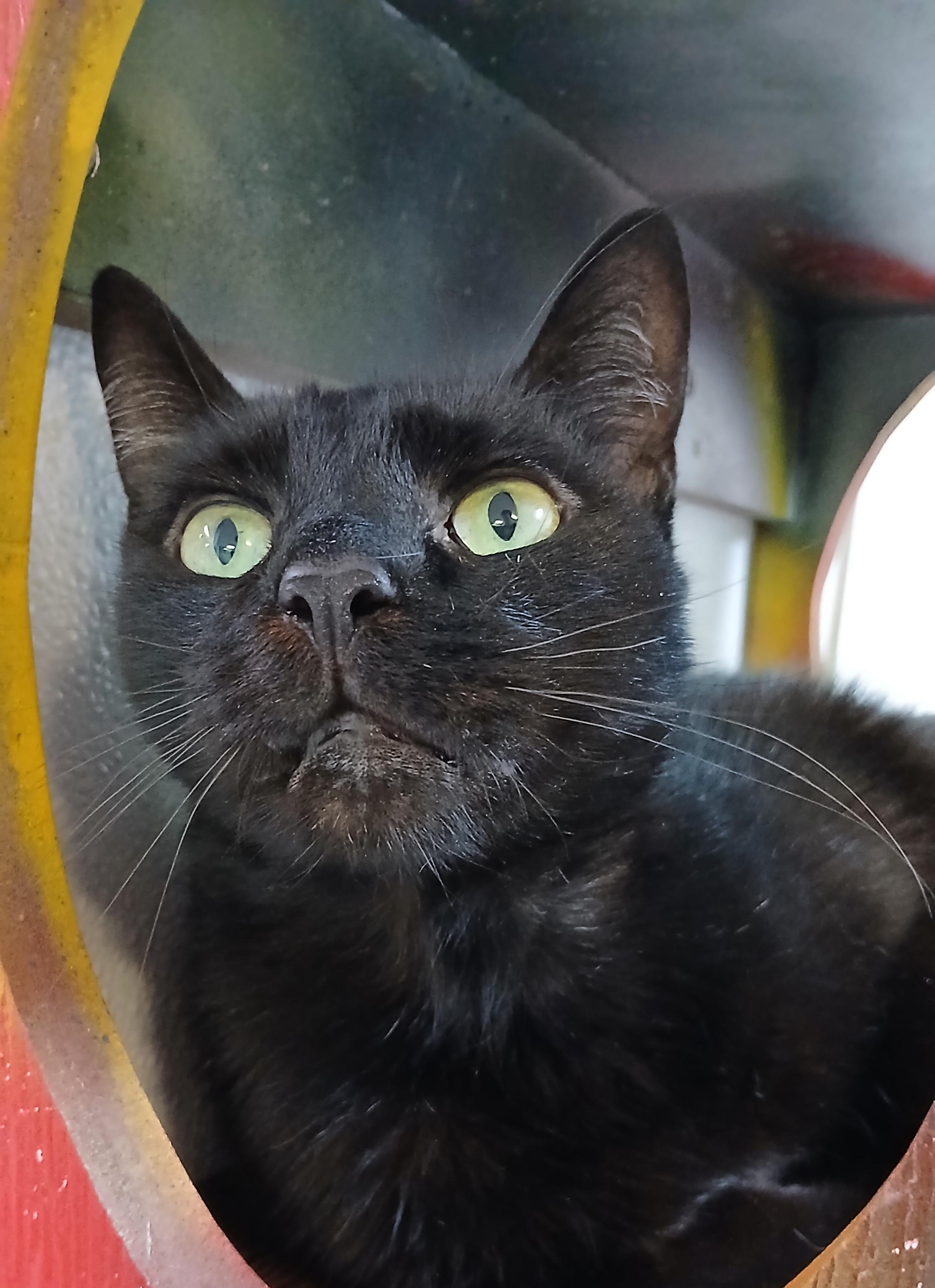 Steely Dan, an adoptable Domestic Short Hair in Cullowhee, NC image 5/6