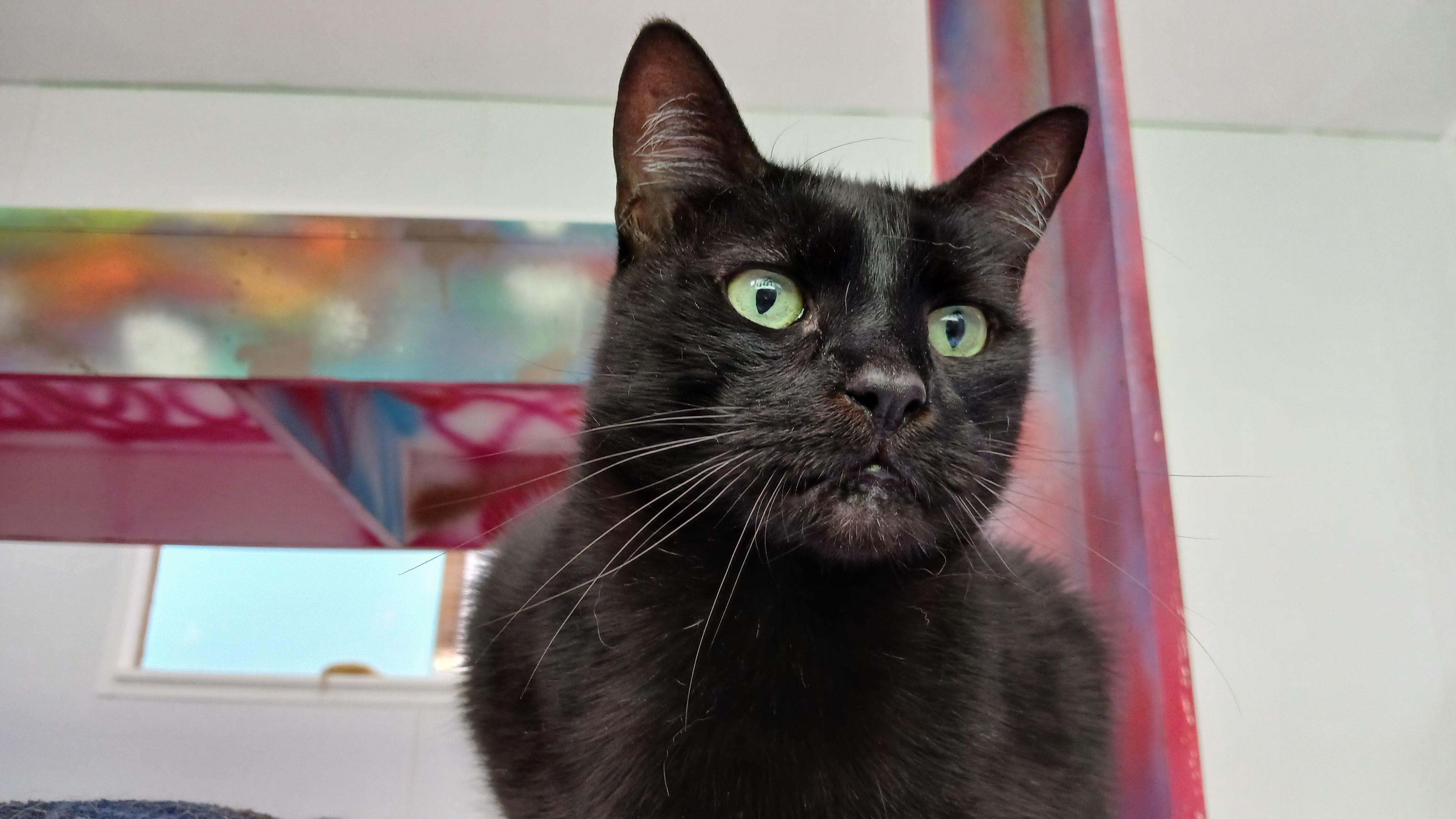 Enlarge Steely Dan, a Adoptable Domestic Short Hair in Cullowhee, NC image 6/6