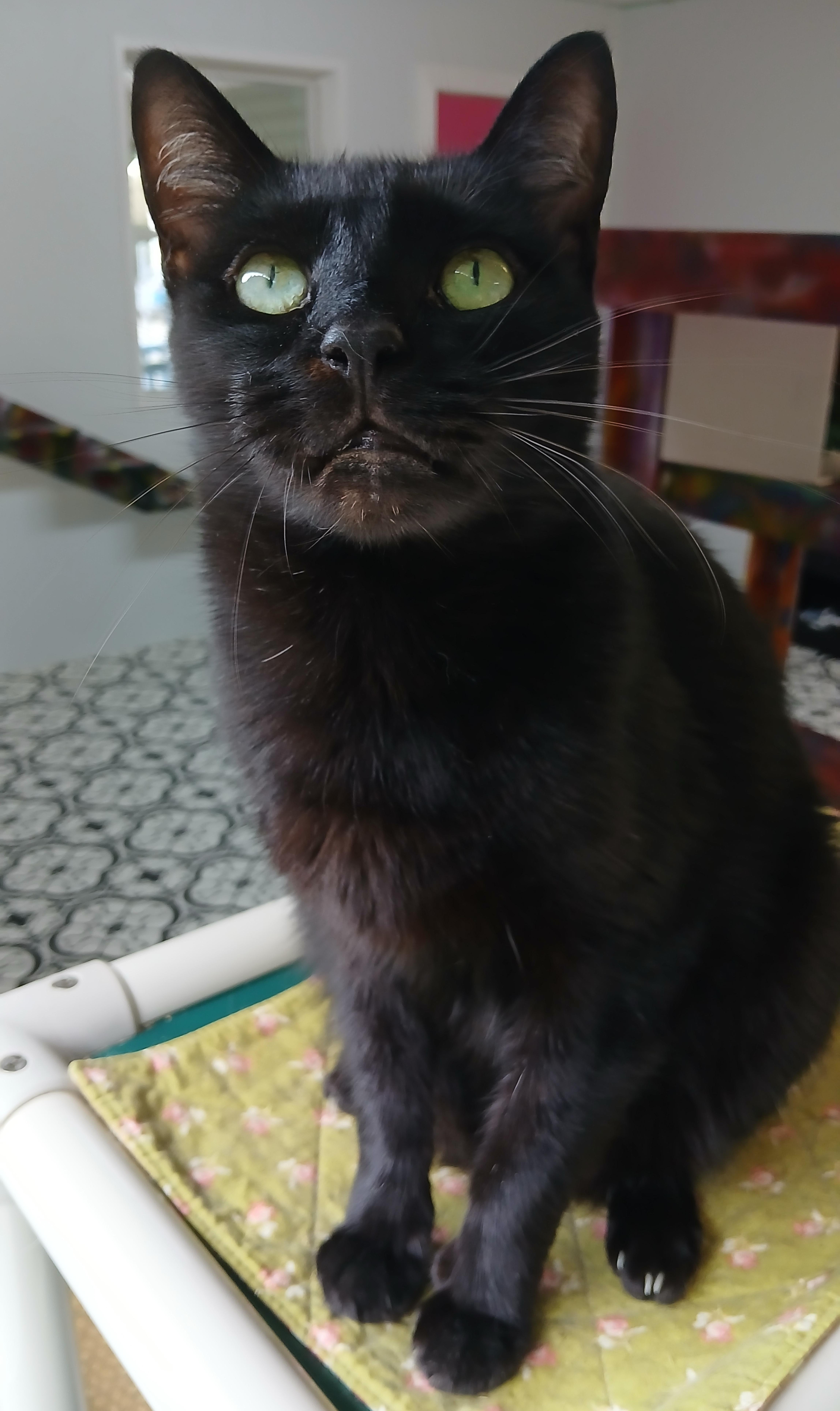 Enlarge Steely Dan, a Adoptable Domestic Short Hair in Cullowhee, NC image 6/6