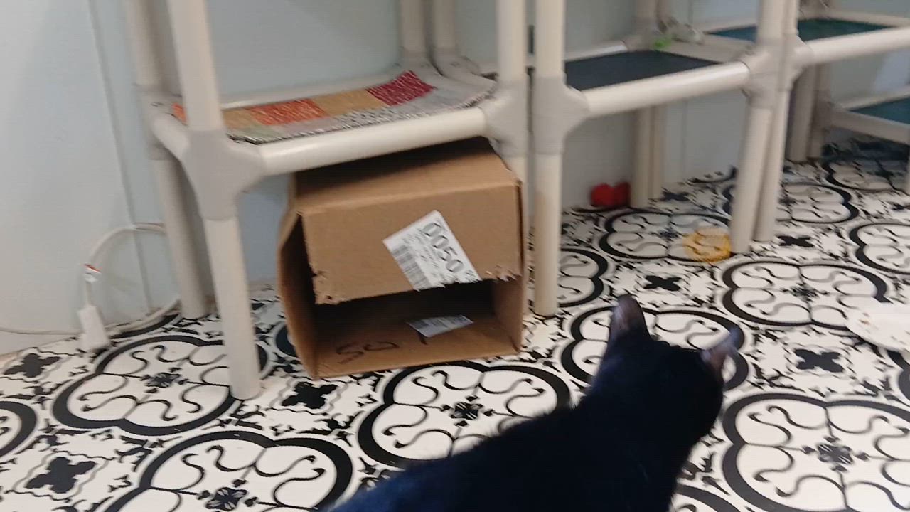 Enlarge Steely Dan, a Adoptable Domestic Short Hair in Cullowhee, NC video 2/6