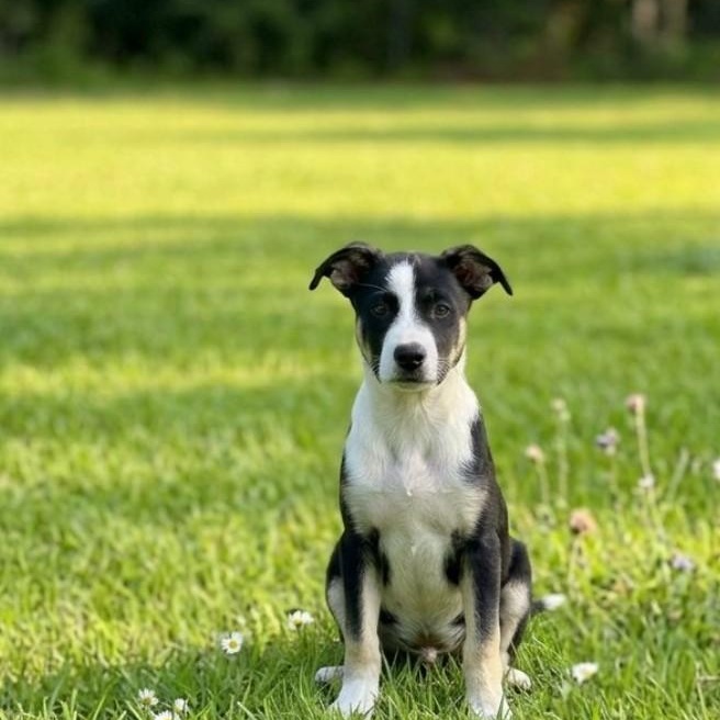 Otto, Adoptable, Young Male German Shepherd Dog & Pit Bull Terrier.
