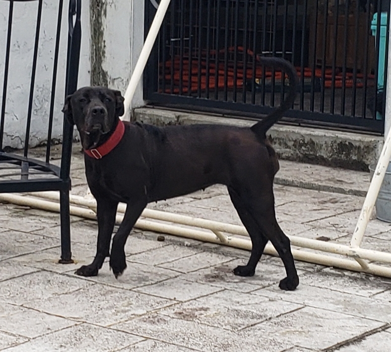 Enlarge Posey please read full bio first thanks, a Adoptable mixed breed in West Palm Beach, FL image 1/10